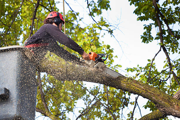 Residential Tree Removal in Altamont, TN